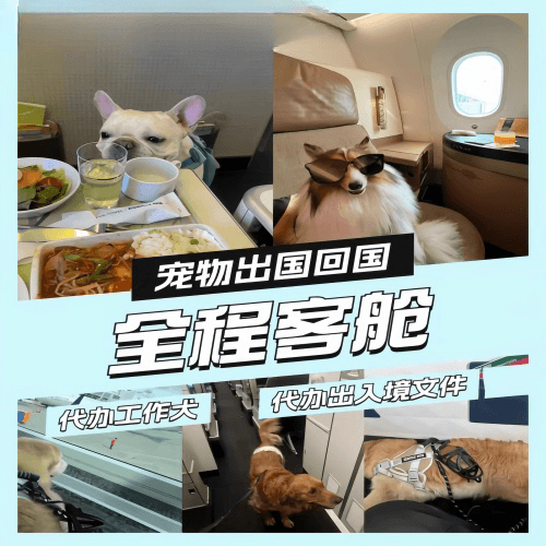 湖北省宠物托运到白俄罗斯宠物入境规定和要求